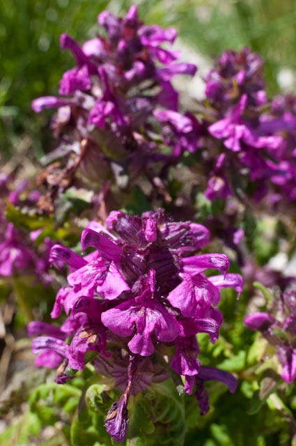 Pedicularis verticillata